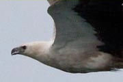 White-bellied Sea-Eagle (Haliaeetus leucogaster)